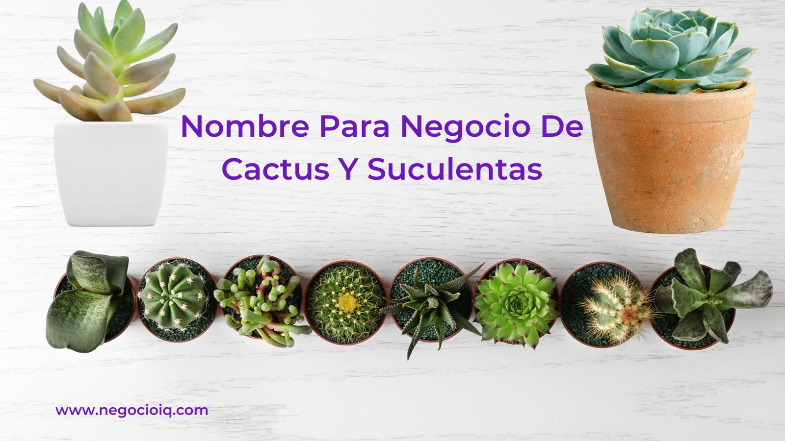 Nombre Para Negocio De Cactus Y Suculentas