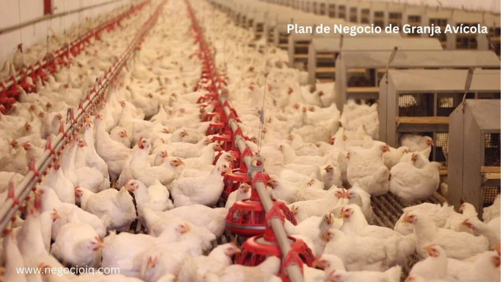 Ejemplo de plan de negocio de granja avícola en un entorno real